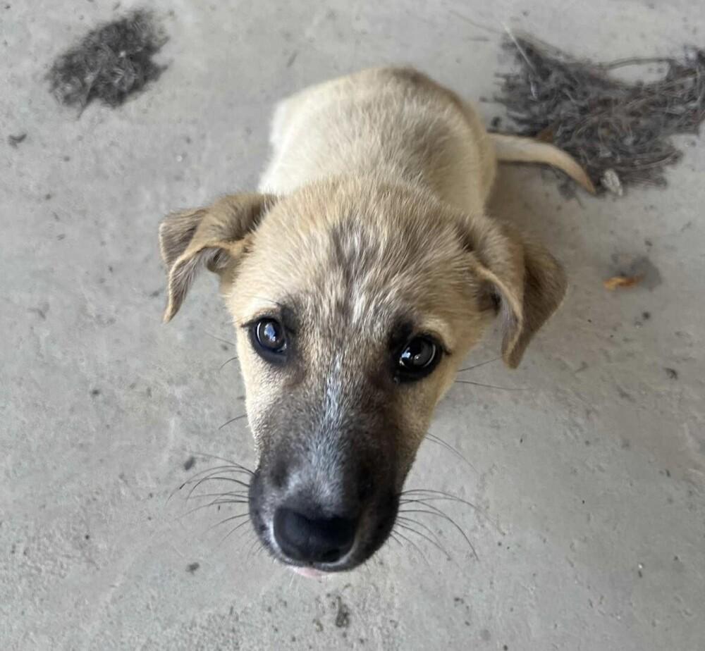 Pup Allie thumbnail 3