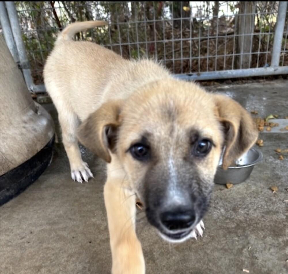 Pup Allie thumbnail 5