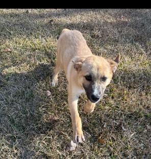 Pup Allie thumbnail 6