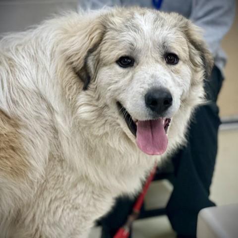 Enlarge Loki- #50681-Needs a gentle owner, a ADOPTABLE Great Pyrenees in Columbia, MD image 1/1