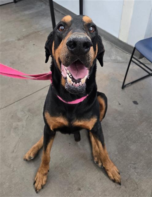 DIESEL — thumbnail 2