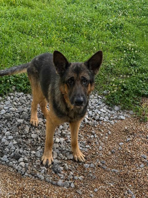 Buddy, ADOPTABLE, Adult Male German Shepherd Dog.