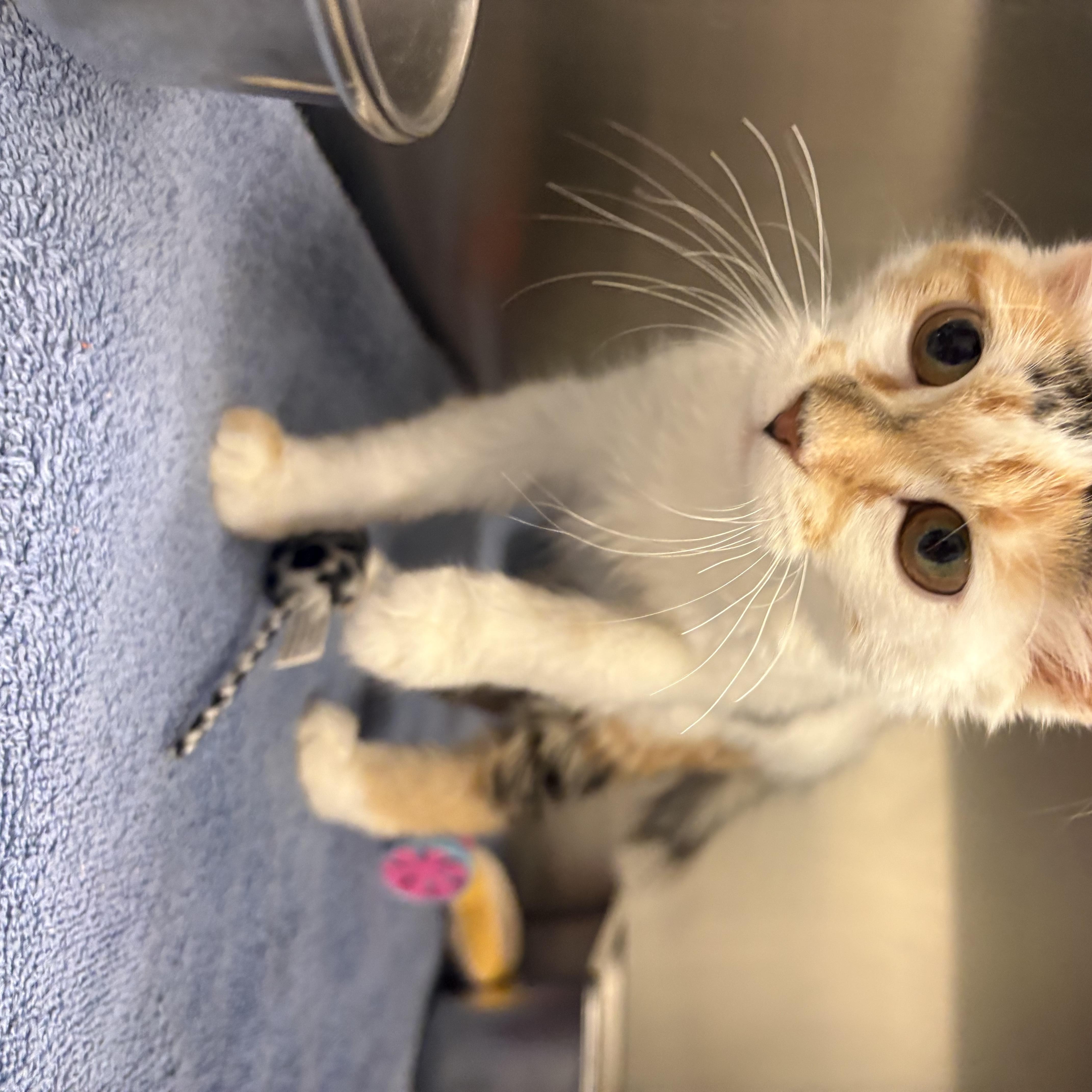 Ren Stevens, an adopted Domestic Medium Hair in Saint Charles, MO image 2/2