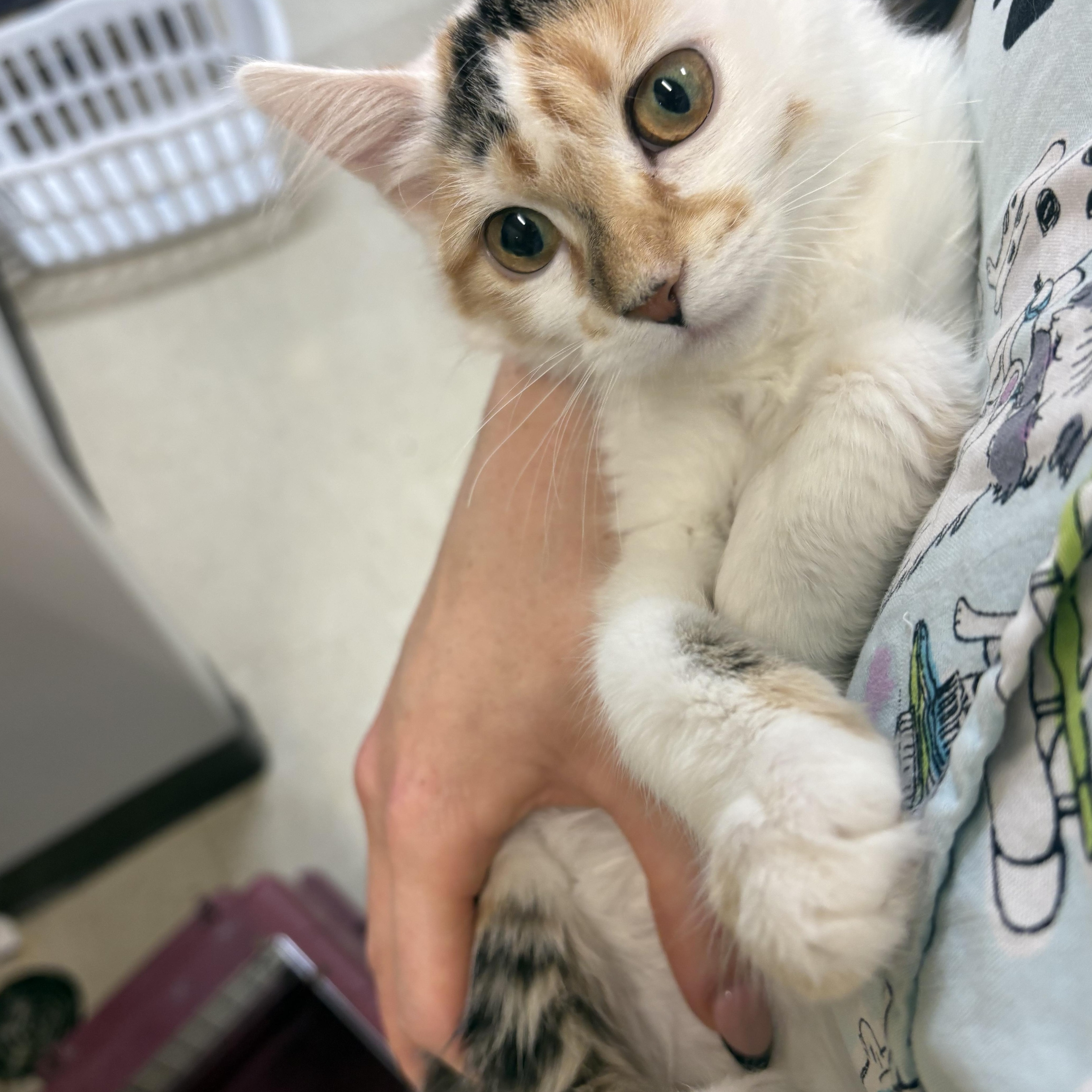 Ren Stevens, adopted, Kitten Female Domestic Medium Hair.