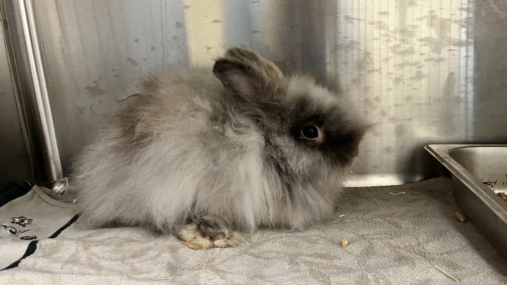 Rise, an adopted Lionhead in Chestertown, MD image 1/2