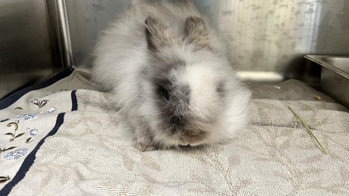Rise, an adopted Lionhead in Chestertown, MD image 2/2
