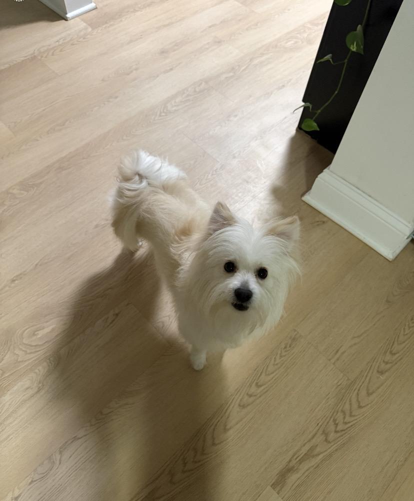 Gumbo, an adopted Pomeranian in Philadelphia, PA image 2/4