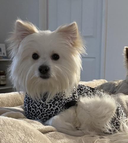 Gumbo, an adopted Pomeranian in Philadelphia, PA image 1/4