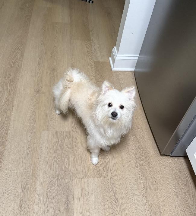 Gumbo, an adopted Pomeranian in Philadelphia, PA image 4/4