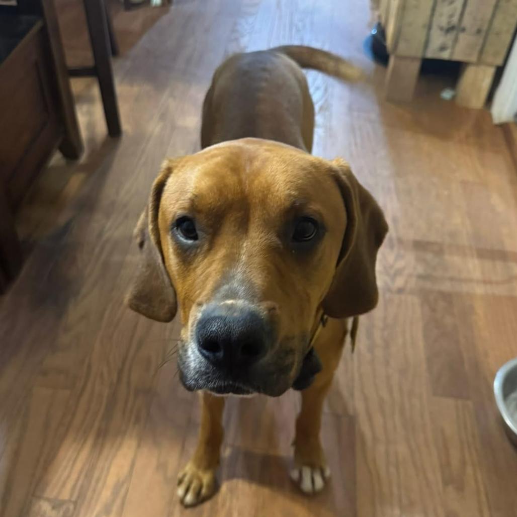Nugget, Adoptable, Adult Male Boxer & Mixed Breed.