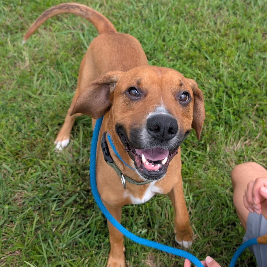 Enlarge Nugget, a Adoptable mixed breed in Lenoir, NC image 2/6