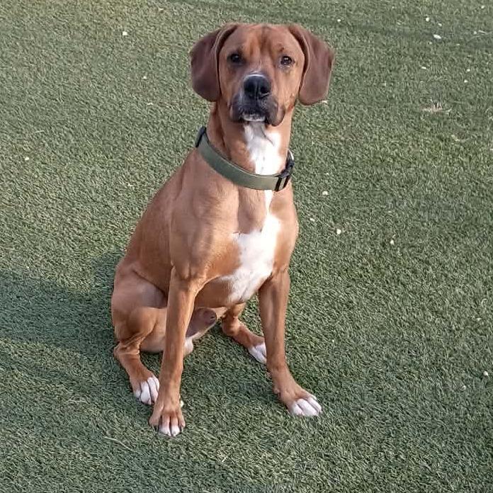 Nugget, a Adoptable mixed breed in Lenoir, NC image 2/6