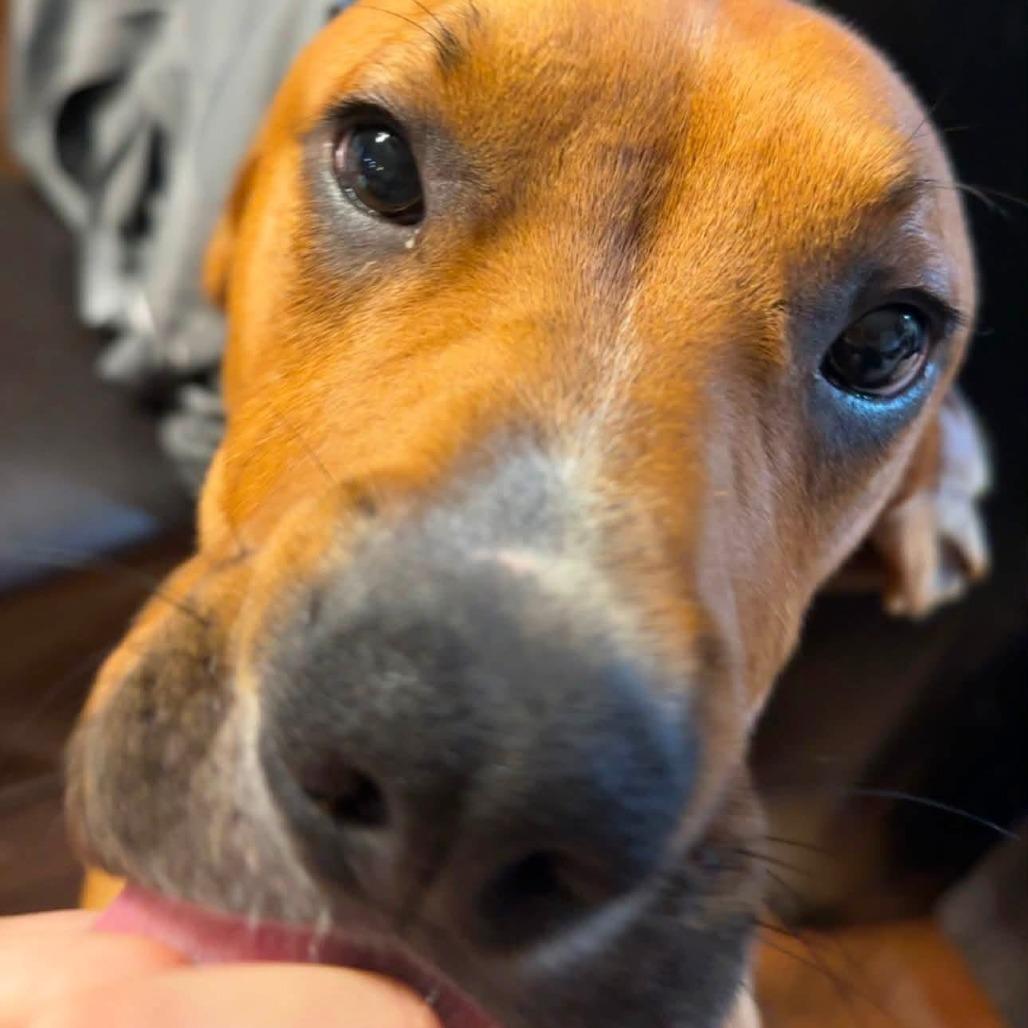 Nugget, a Adoptable mixed breed in Lenoir, NC image 3/6