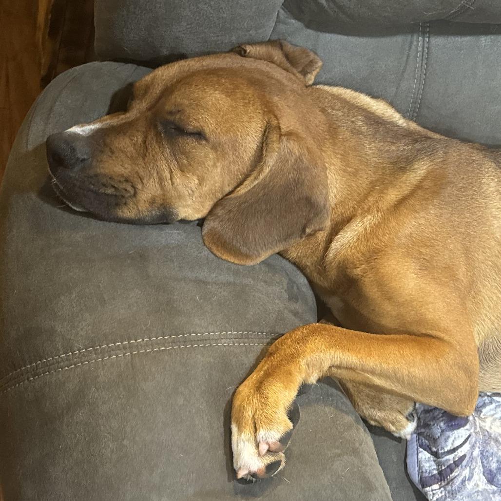 Nugget, a Adoptable mixed breed in Lenoir, NC image 4/6