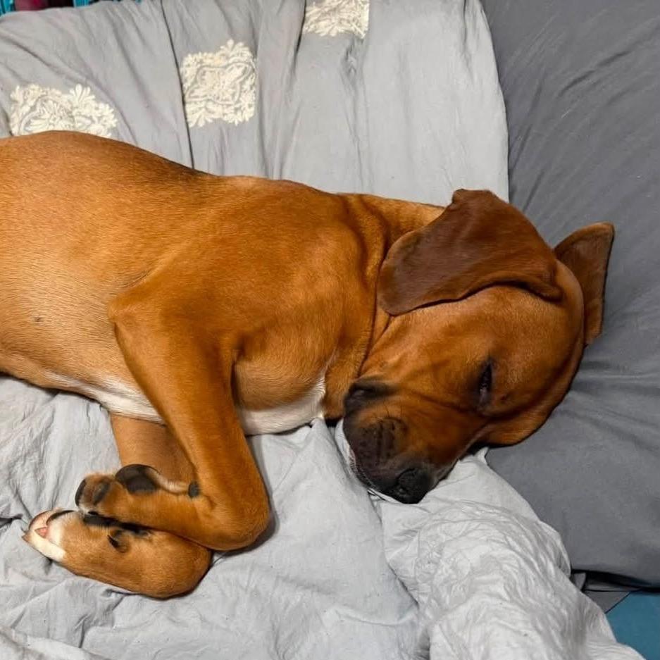 Nugget, a Adoptable mixed breed in Lenoir, NC image 5/6