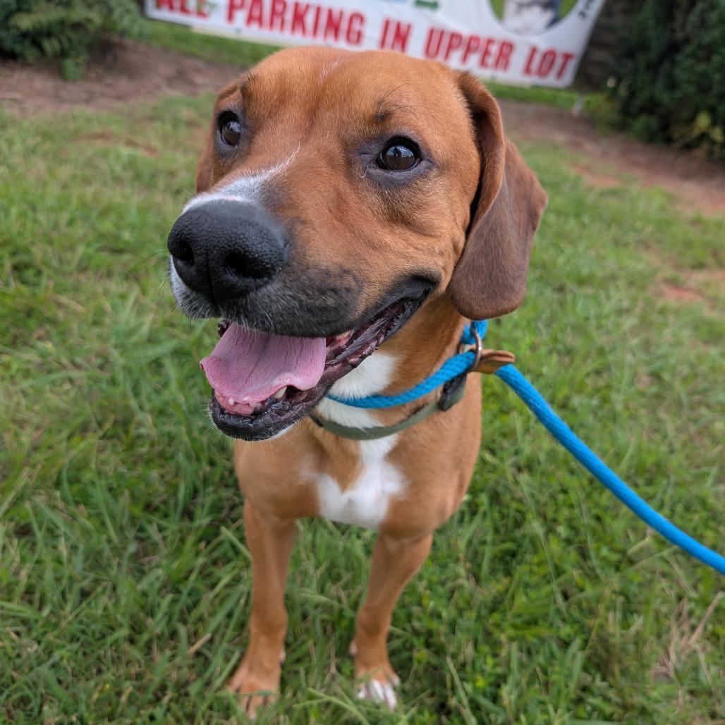 Nugget, a Adoptable mixed breed in Lenoir, NC image 6/6