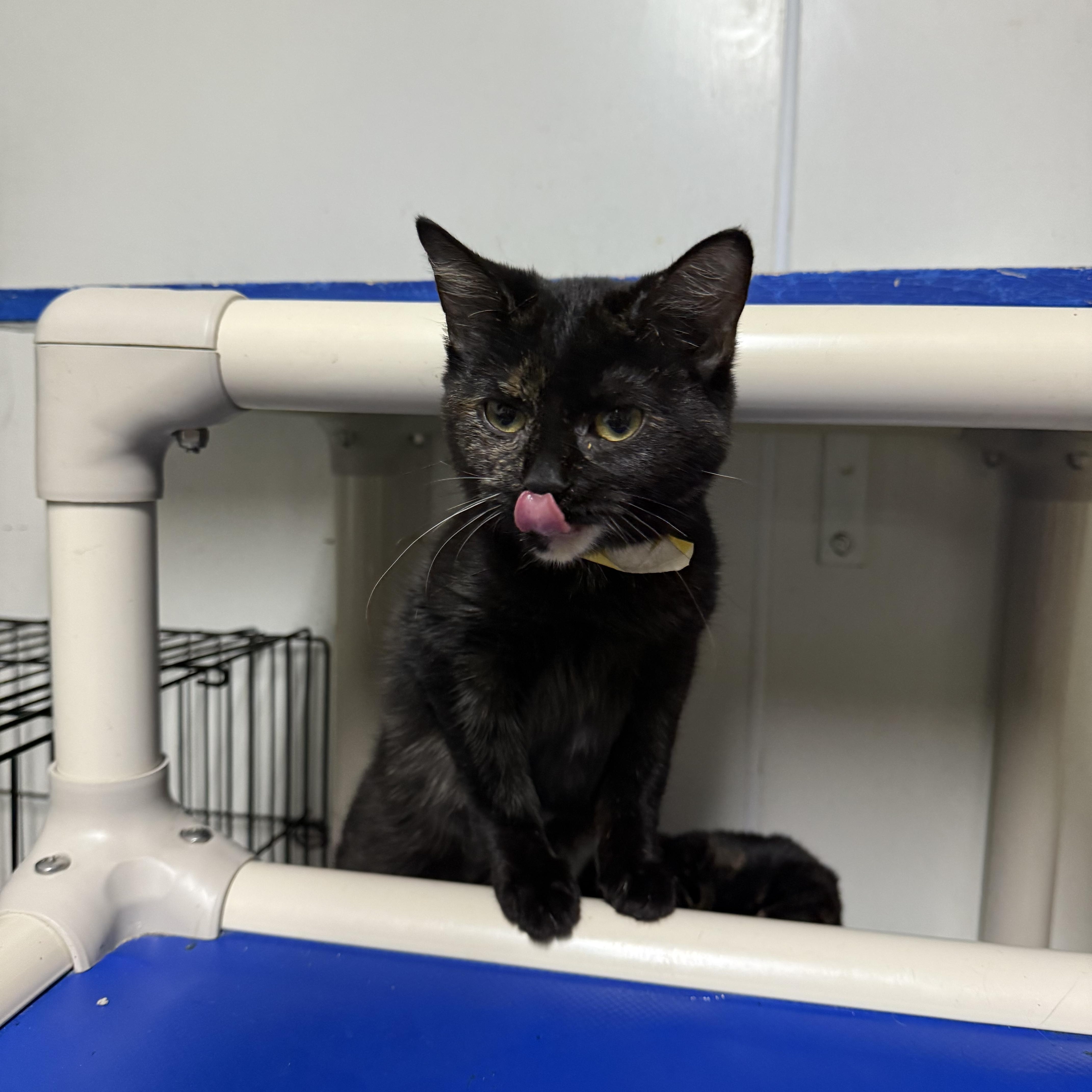 Enlarge Graylynn, an adoptable Tortoiseshell in Hendersonville, TN image 1/1