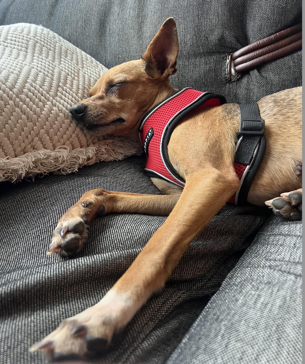 Enlarge Dottie, a Adoptable mixed breed in Brooklyn, NY image 3/5