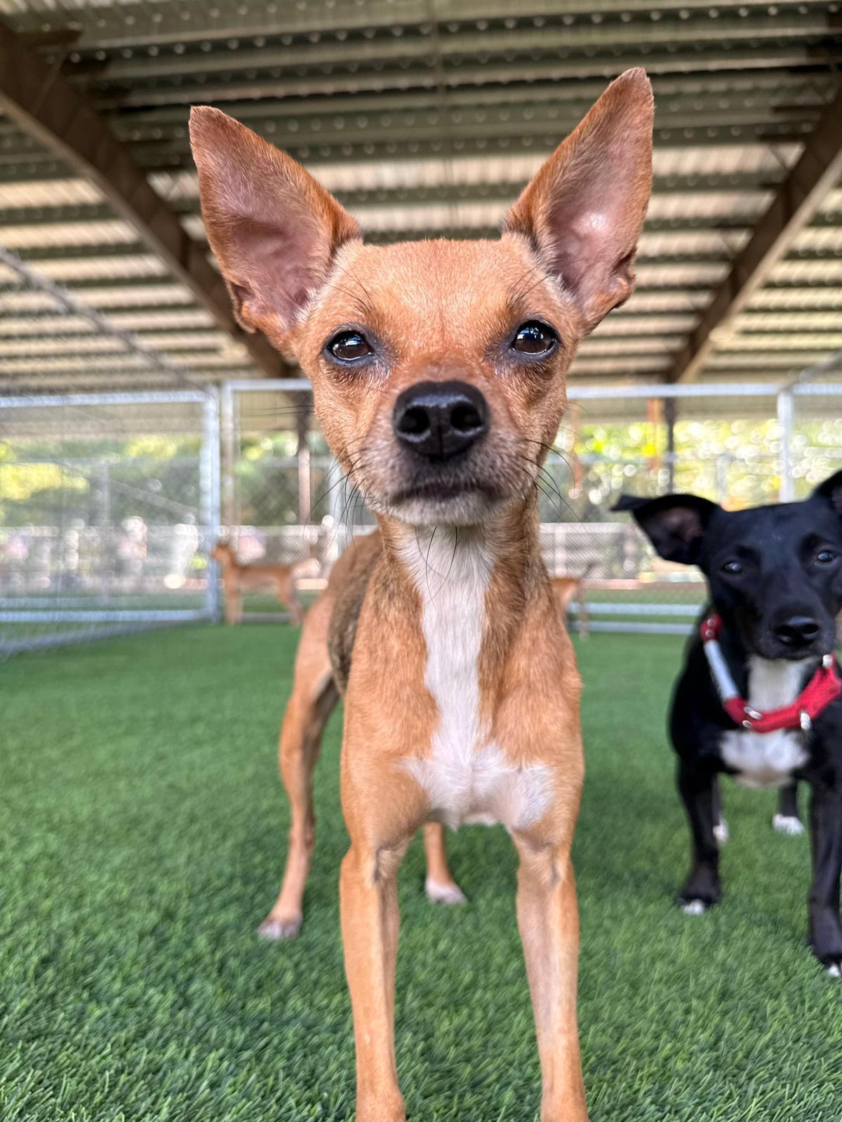 Dottie, a Adoptable mixed breed in Morristown, NJ image 1/6