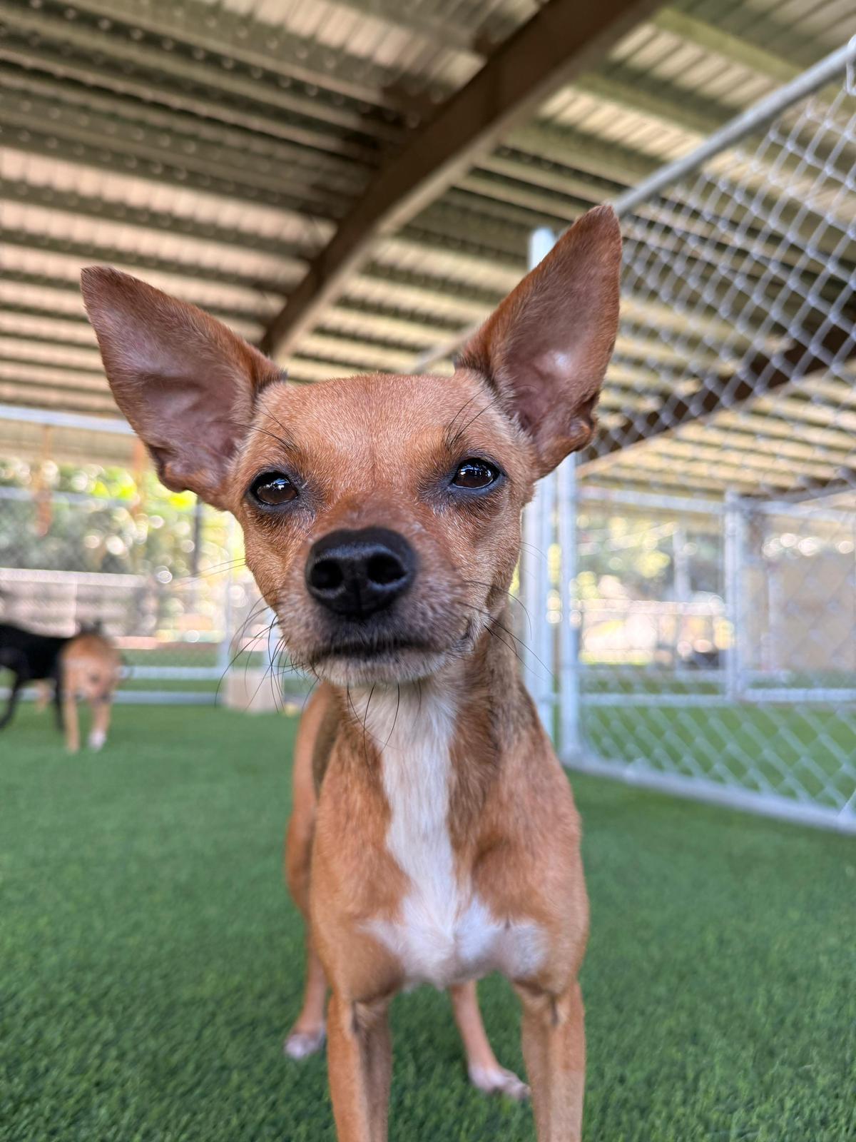 Dottie, a Adoptable mixed breed in Morristown, NJ image 2/6