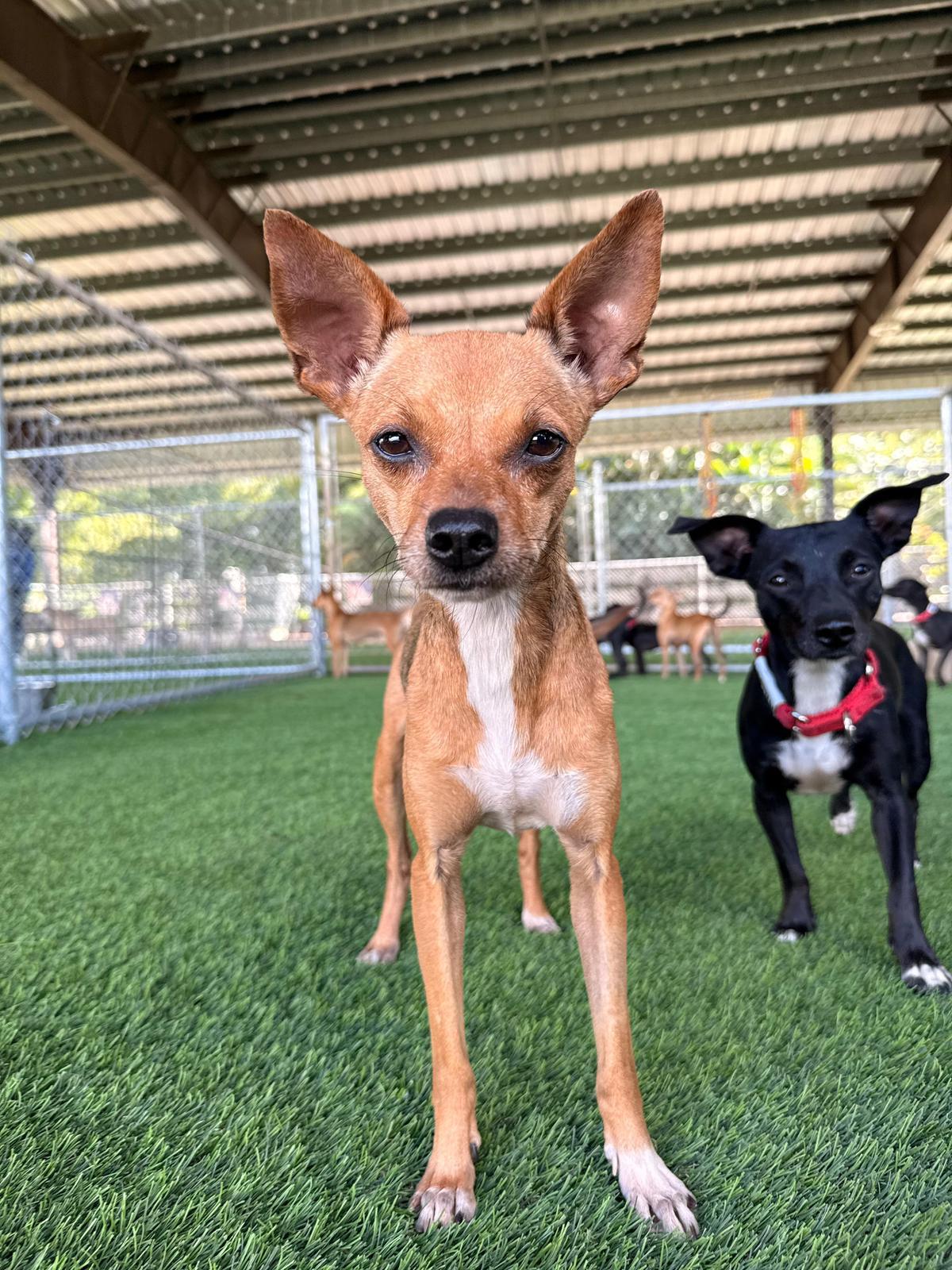 Dottie, a Adoptable mixed breed in Morristown, NJ image 3/6