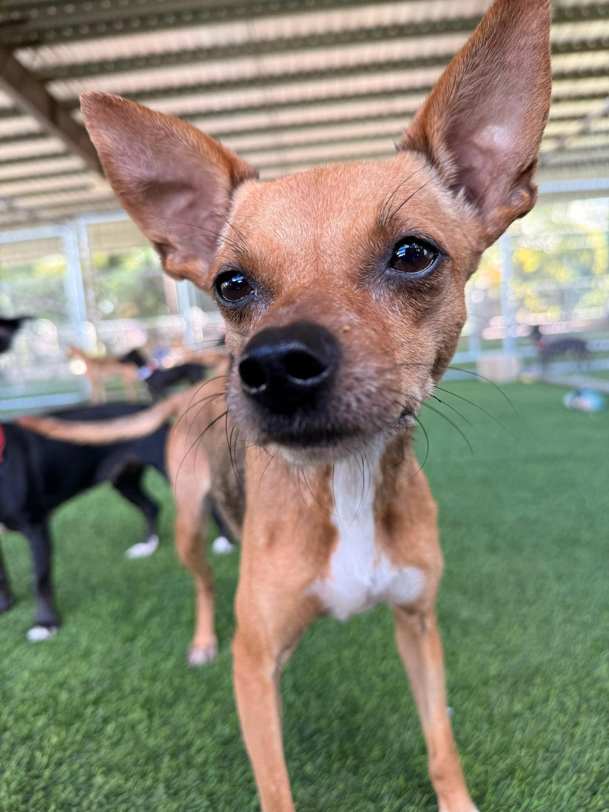 Dottie, a Adoptable mixed breed in Morristown, NJ image 4/6