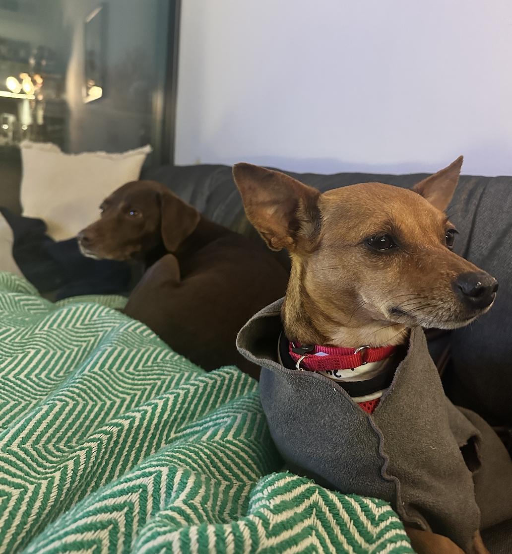 Enlarge Dottie, a Adoptable mixed breed in Brooklyn, NY image 5/5