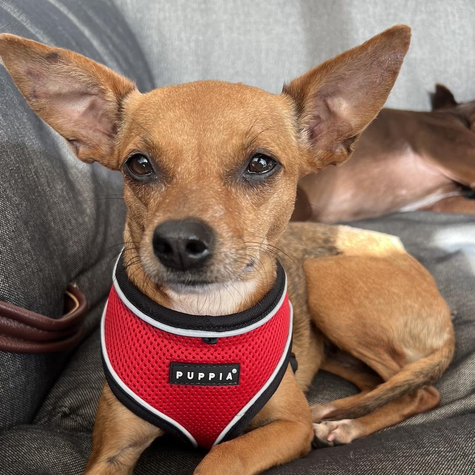 Enlarge Dottie, a Adoptable mixed breed in Brooklyn, NY image 1/5