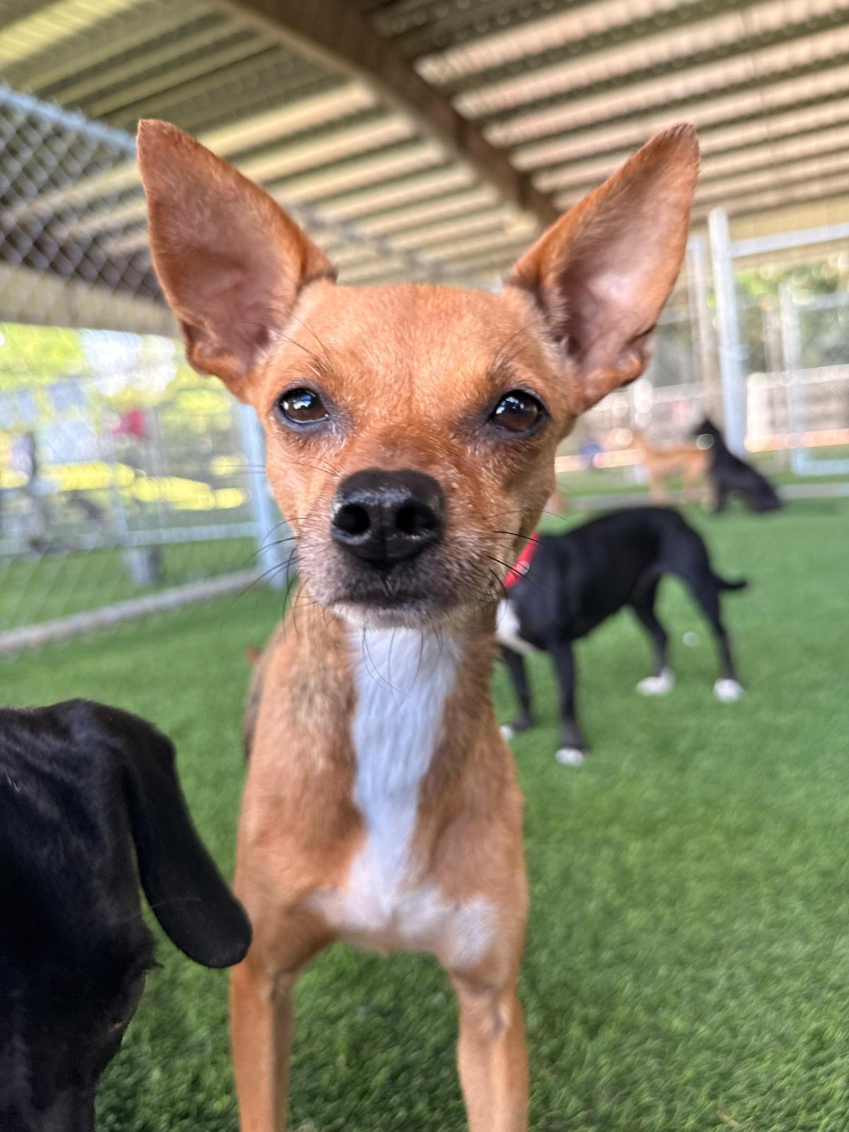 Dottie, a Adoptable mixed breed in Morristown, NJ image 5/6