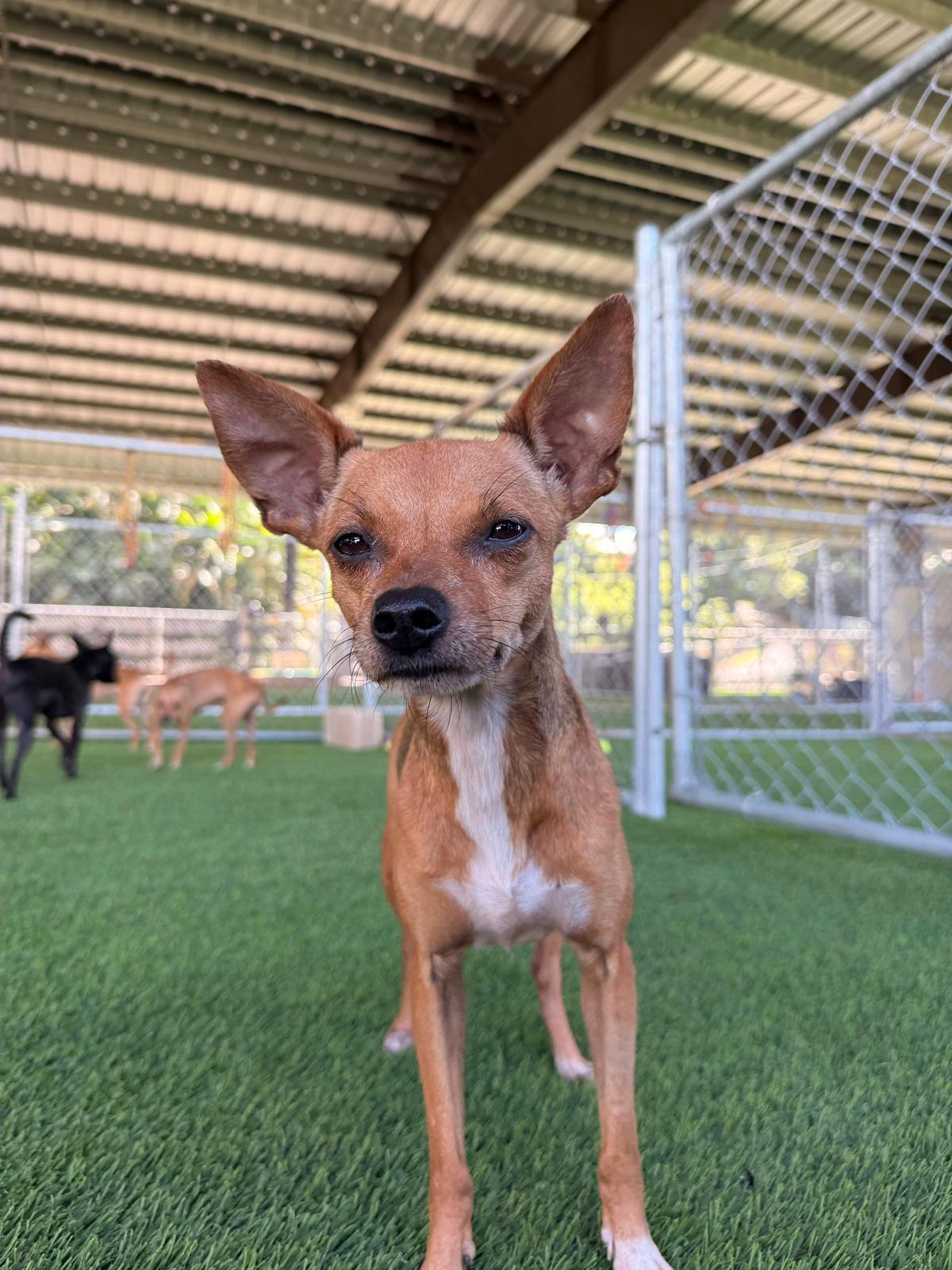 Dottie, a Adoptable mixed breed in Morristown, NJ image 6/6