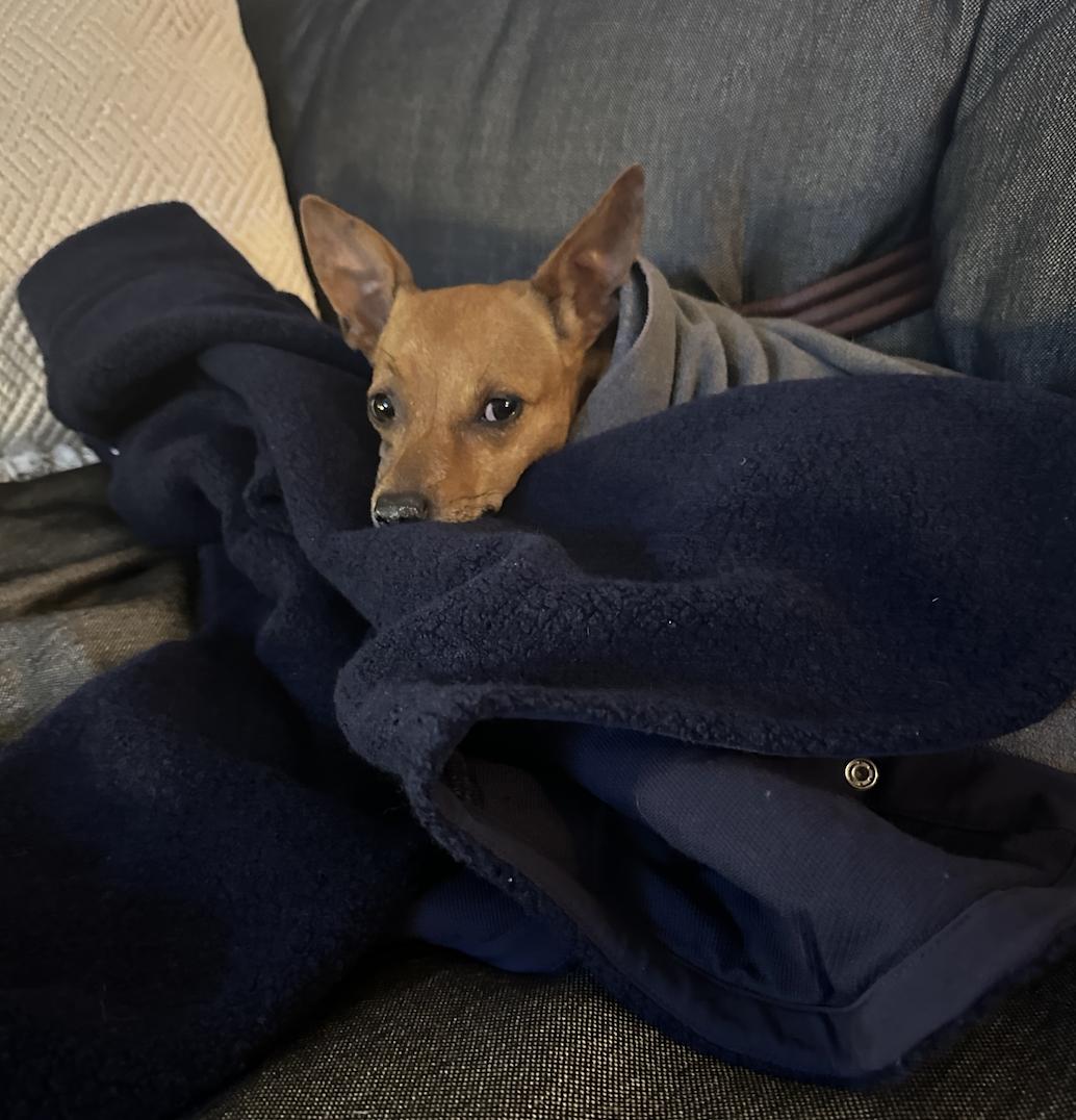 Enlarge Dottie, a Adoptable mixed breed in Brooklyn, NY image 2/5