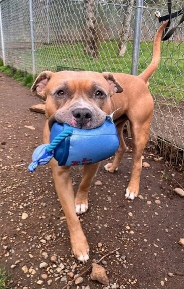 Enlarge Chevy, a Adoptable mixed breed in Comox, BC image 1/2