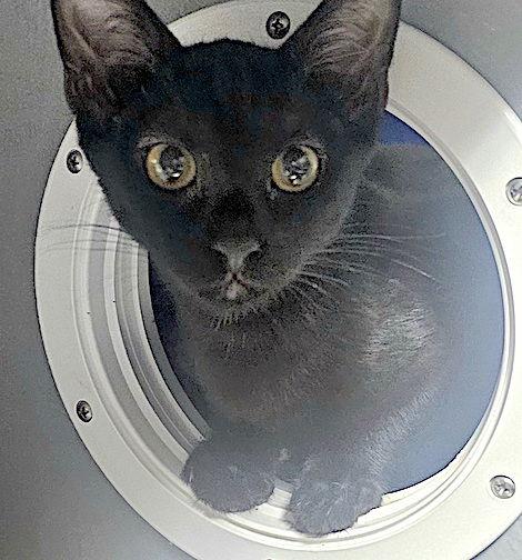 Enlarge Roman, a Adoptable Domestic Short Hair in Albemarle, NC image 1/3