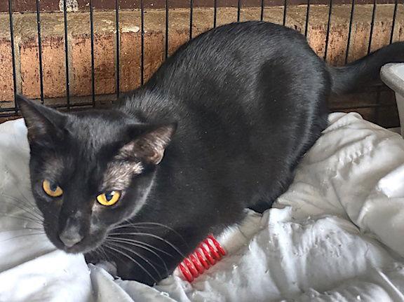 Enlarge Roman, a Adoptable Domestic Short Hair in Albemarle, NC image 2/3