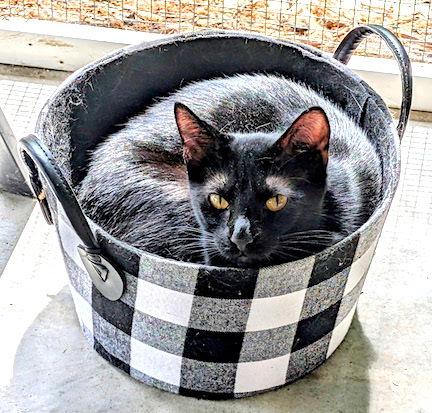 Enlarge Roman, a Adoptable Domestic Short Hair in Albemarle, NC image 3/3