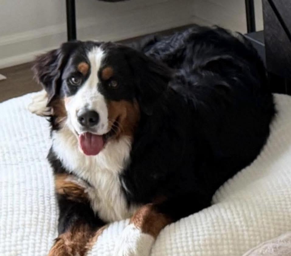 Enlarge Winter, a Adoptable Bernese Mountain Dog in Westville, IN image 1/1