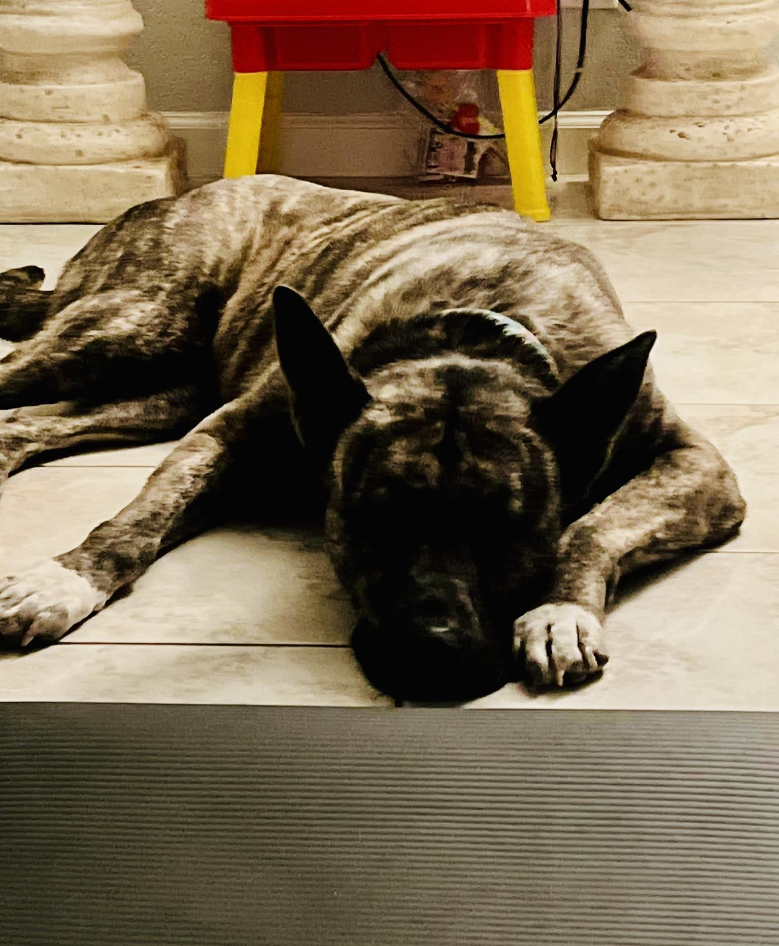 Kona, an adoptable Shepherd in Appleton, WI, 54913 | Photo Image 5