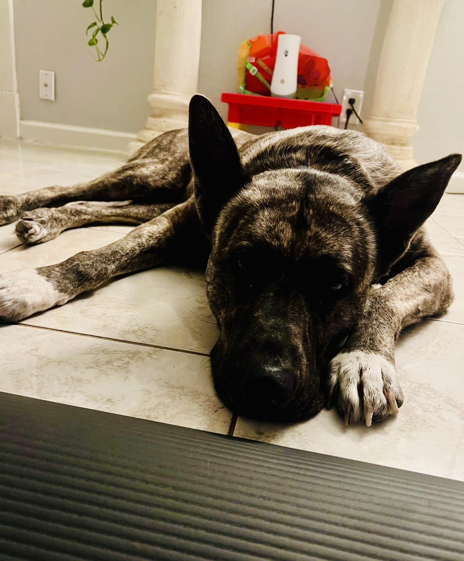 Kona, an adoptable Shepherd in Appleton, WI, 54913 | Photo Image 2