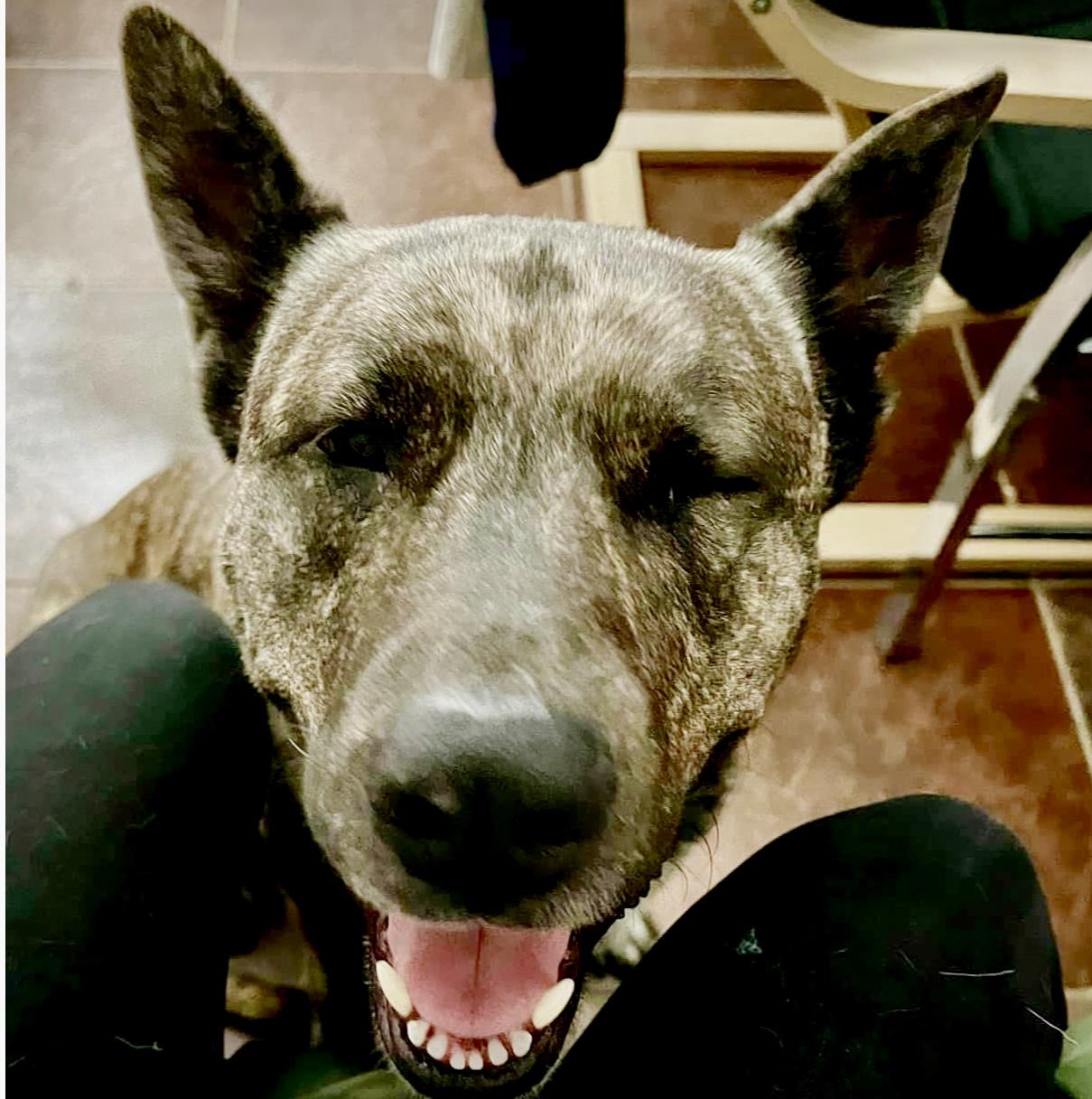 Kona, an adoptable Shepherd in Appleton, WI, 54913 | Photo Image 1