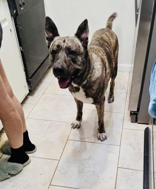 Kona, an adoptable Shepherd in Appleton, WI, 54913 | Photo Image 4