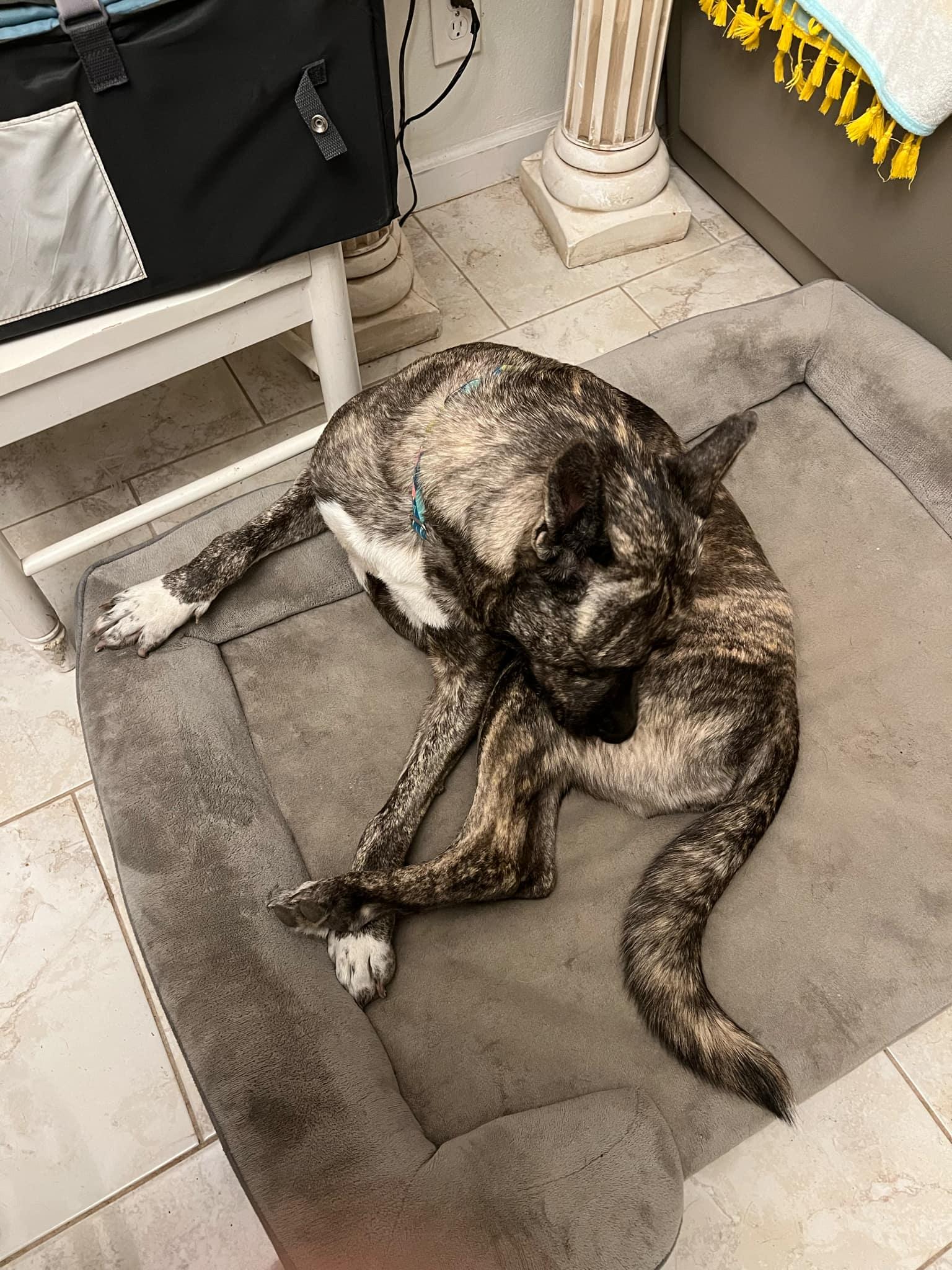 Kona, an adoptable Shepherd in Appleton, WI, 54913 | Photo Image 3