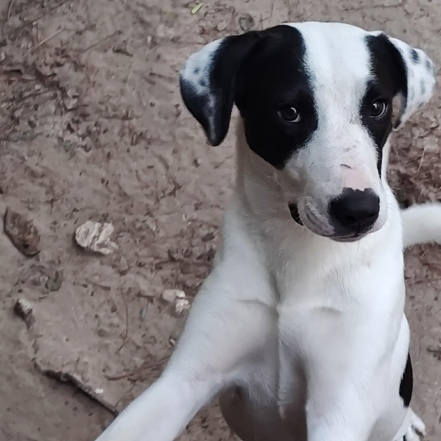 Ryder, Adoptable, Young Male Pointer.
