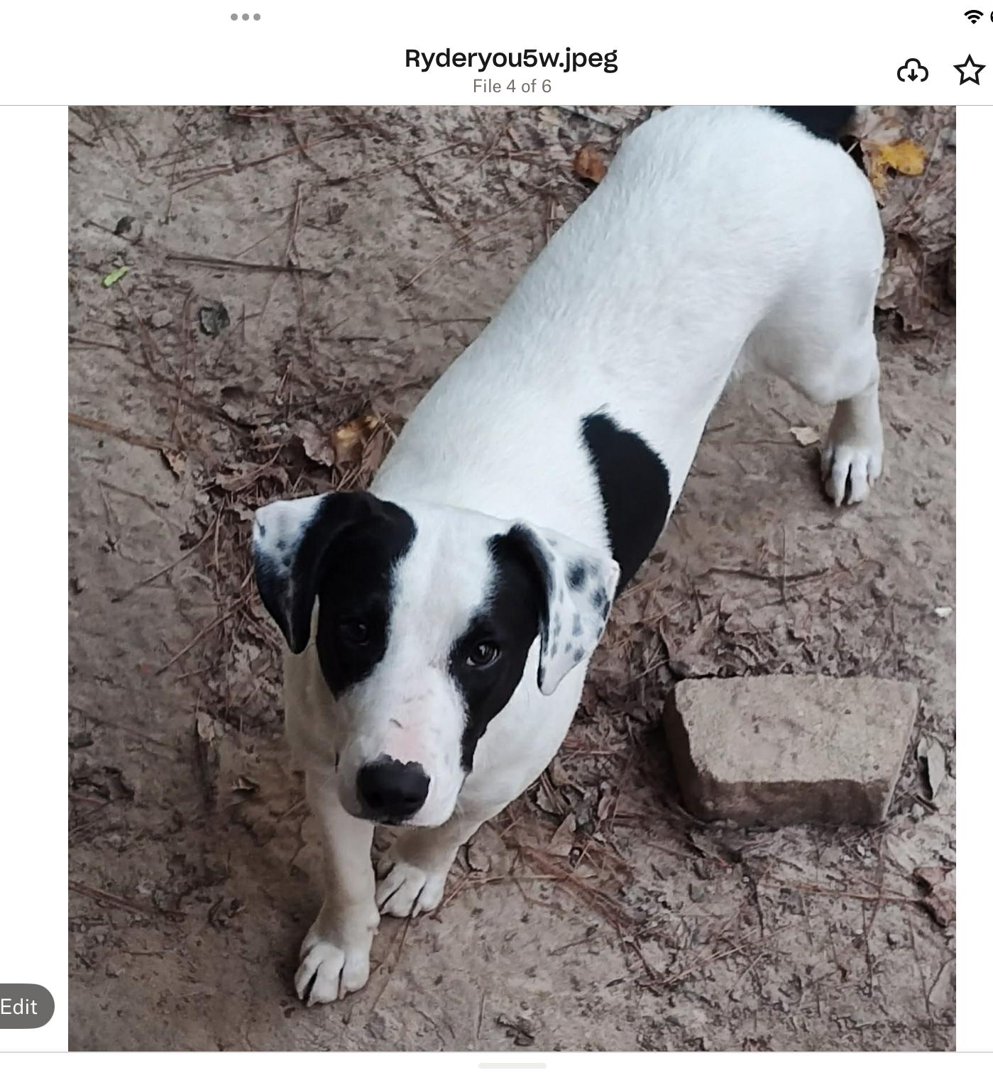 Ryder, a Adoptable mixed breed in Jay, NY image 4/6