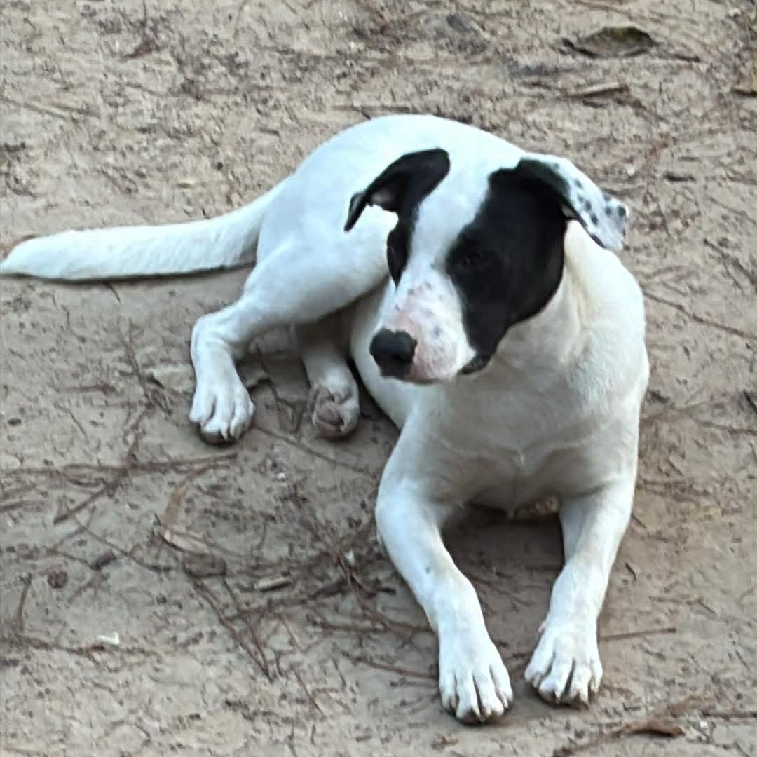 Ryder, a Adoptable mixed breed in Jay, NY image 2/6