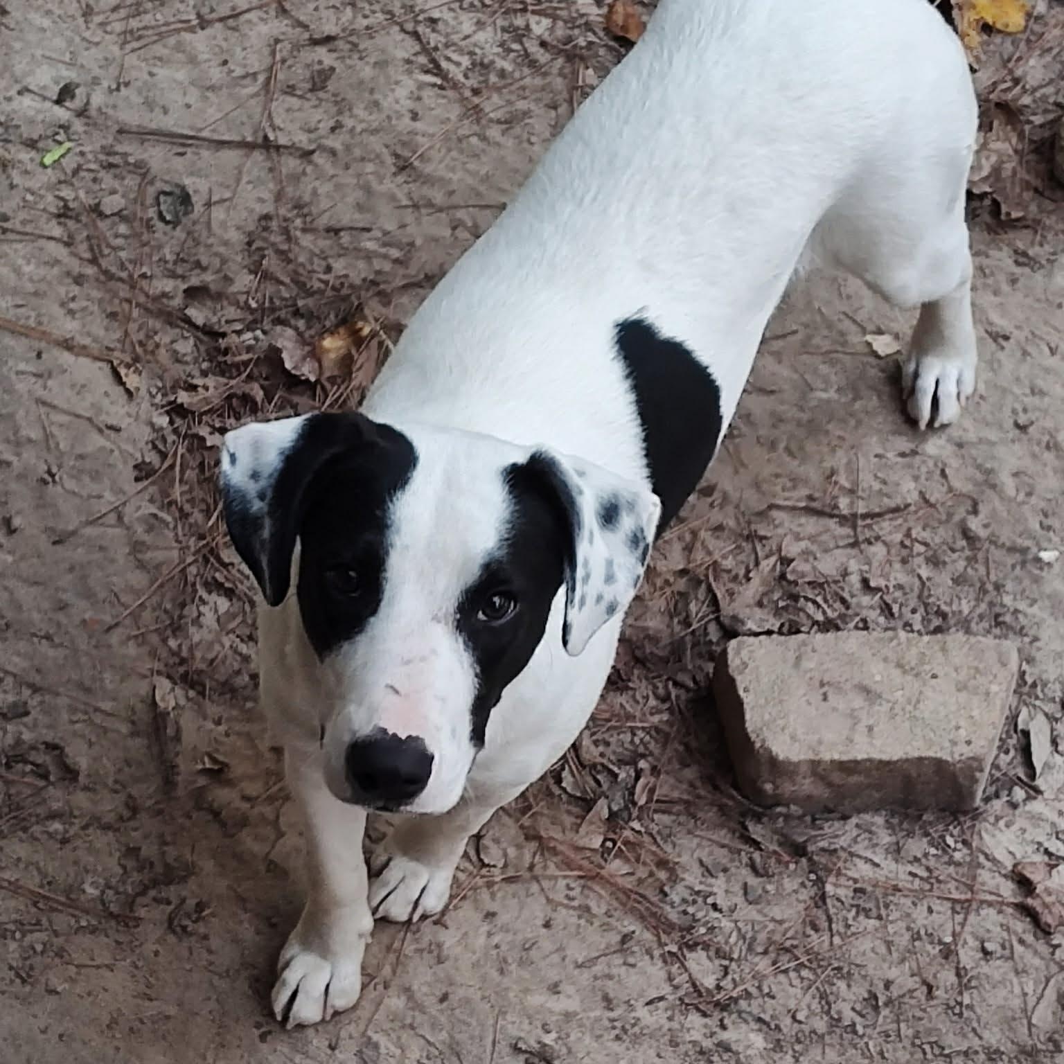 Ryder, a Adoptable mixed breed in Jay, NY image 5/6