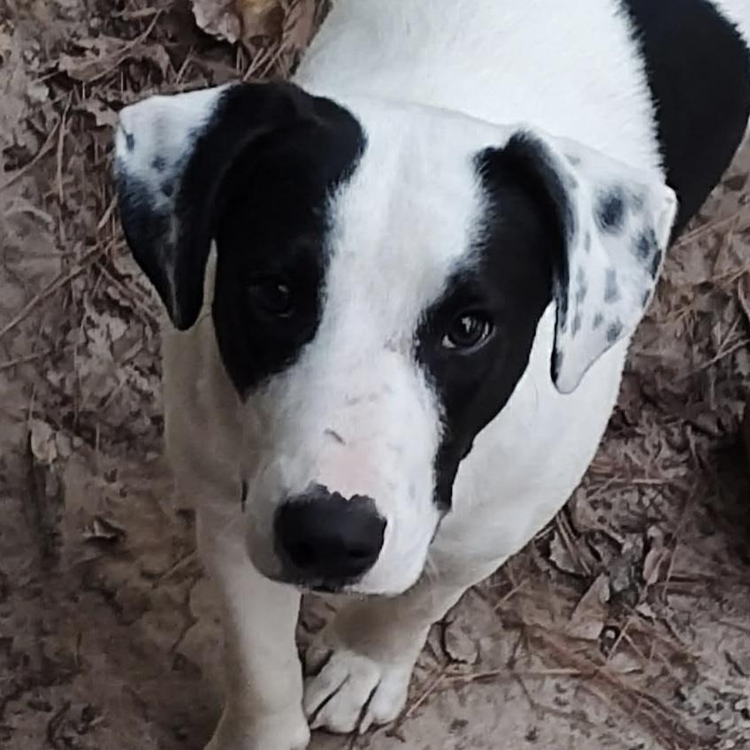 Ryder, a Adoptable mixed breed in Jay, NY image 6/6