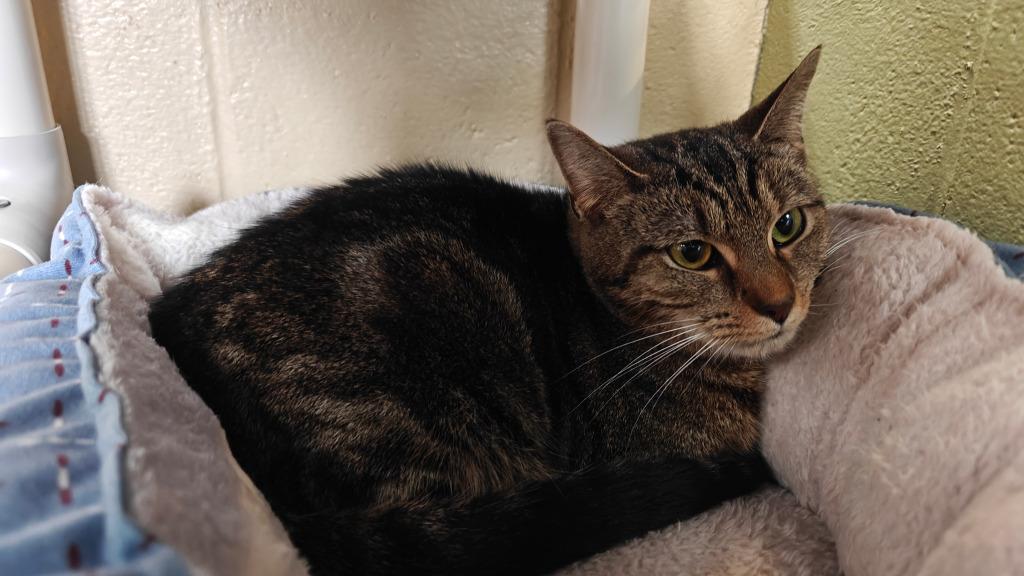 Meowstic, Adoptable, Adult Female Domestic Short Hair.