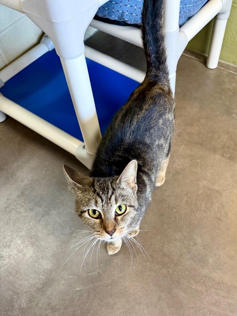 Enlarge Meowstic, a Adoptable mixed breed in Cincinnati, OH image 2/3