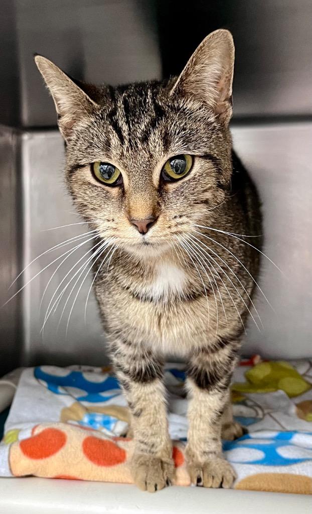 Enlarge Meowstic, a Adoptable mixed breed in Cincinnati, OH image 3/3