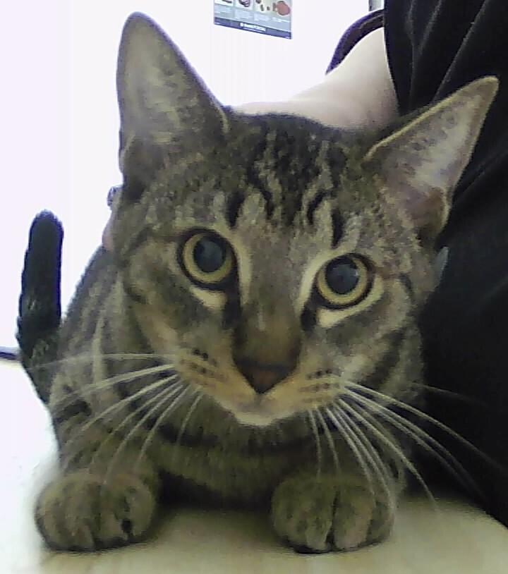 Bruce, Adoptable, Kitten Male Domestic Short Hair.